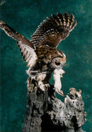 Birds : Tawny Owl - Vintage Photograph