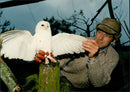 Birds : Snowy Owl - Vintage Photograph