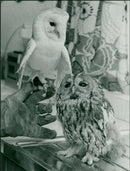 Tame Barn Owl with Injured Tawny Owl - Vintage Photograph