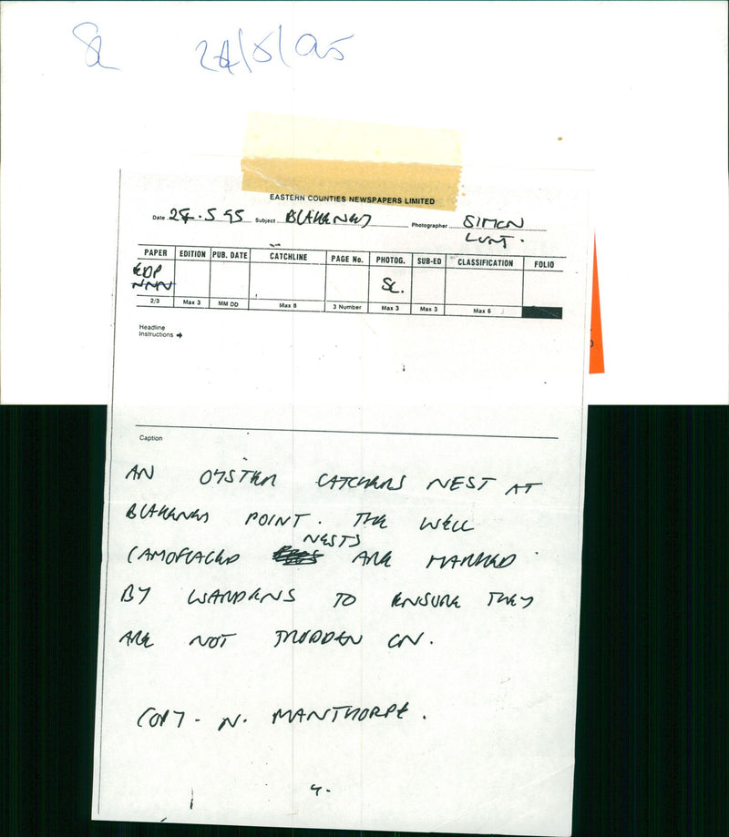 Birds : An Oyestercatcher's nest - Vintage Photograph