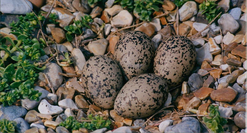 Birds : An Oyestercatcher's nest - Vintage Photograph