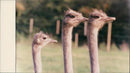 Ostrich Farm - Vintage Photograph