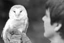 Birds : Owl rescue service - Vintage Photograph