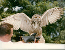 Birds : European Eagle Owl - Vintage Photograph