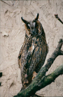Birds : Long Eared Owl - Vintage Photograph