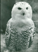 Birds : Snowy Owl - Vintage Photograph