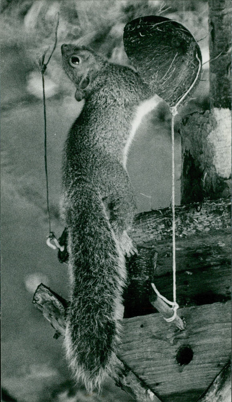 Animal: Squirrel - Vintage Photograph