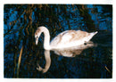 Birds: Swan - Vintage Photograph
