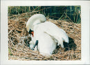 Birds: Swan - Vintage Photograph