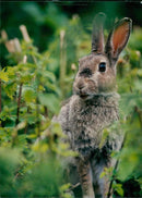 Rabbits. - Vintage Photograph