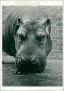 Hippopotamuses. - Vintage Photograph