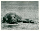 A Hippopotamuses . - Vintage Photograph
