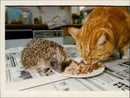 A cat eating with Hedgehog. - Vintage Photograph