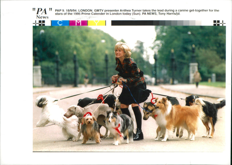 Animals: Dogs - Vintage Photograph