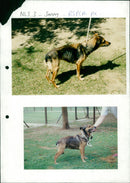 Dogs - Vintage Photograph