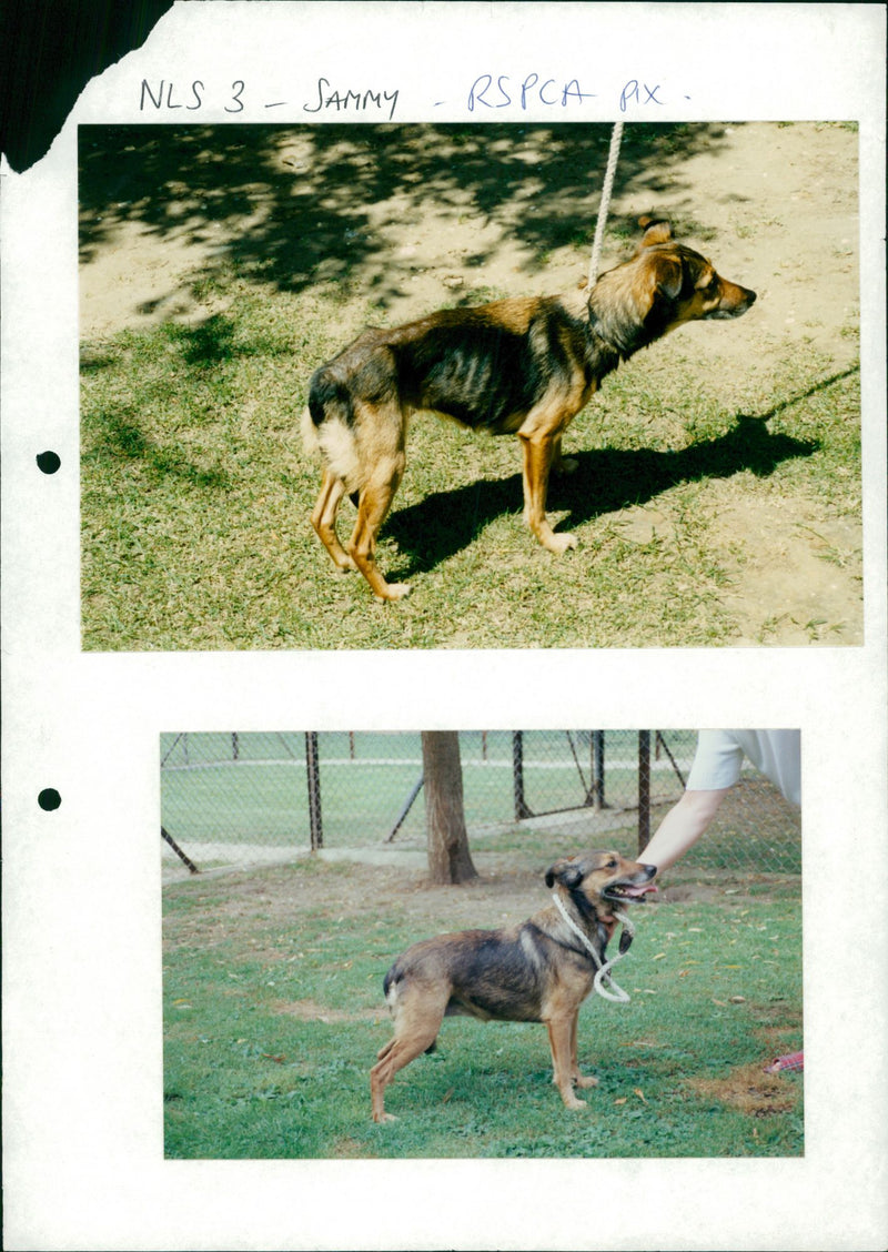 Dogs - Vintage Photograph