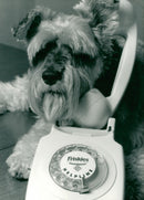 Animals:Dogs: Petcare helpline - Vintage Photograph