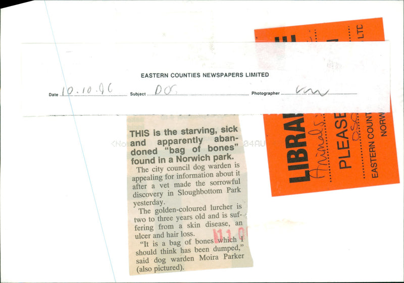 Animals:starving, sick Dog - Vintage Photograph