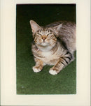 Animals - Vintage Photograph