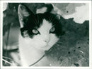 Animals - Vintage Photograph