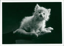 Animals - Vintage Photograph