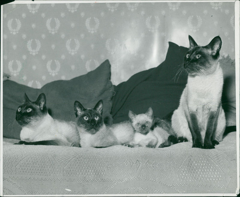 Animals - Vintage Photograph