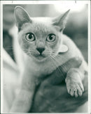 Animals - Vintage Photograph