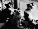 Animals - Vintage Photograph