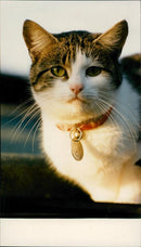 Animals - Vintage Photograph