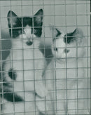 Animals - Vintage Photograph