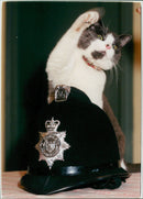 Animals - Vintage Photograph