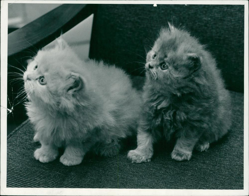 Animals - Vintage Photograph