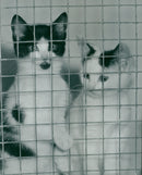 Animals - Vintage Photograph