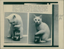 Animals - Vintage Photograph