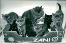 Animals - Vintage Photograph