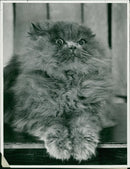 Animals - Vintage Photograph