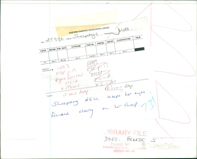 A sheep dog. - Vintage Photograph