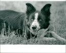 A sheep dog. - Vintage Photograph