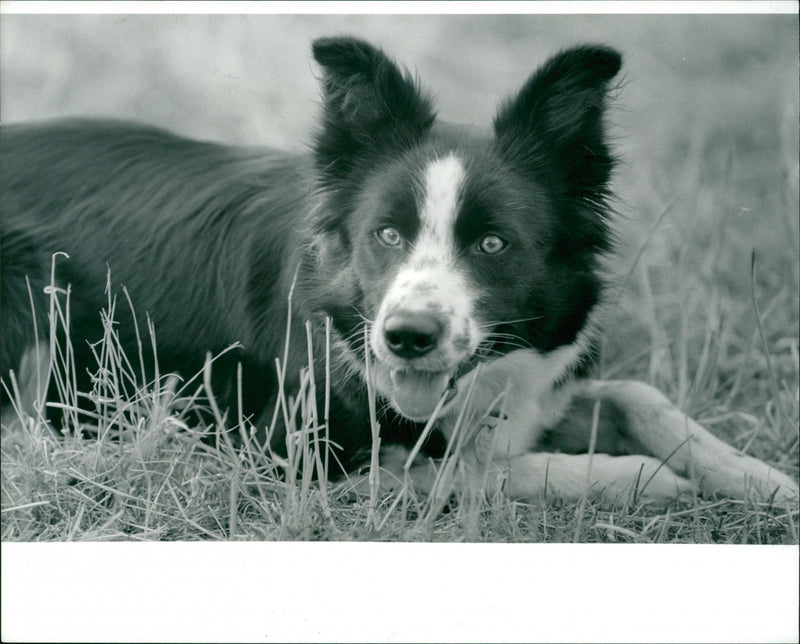 A sheep dog. - Vintage Photograph