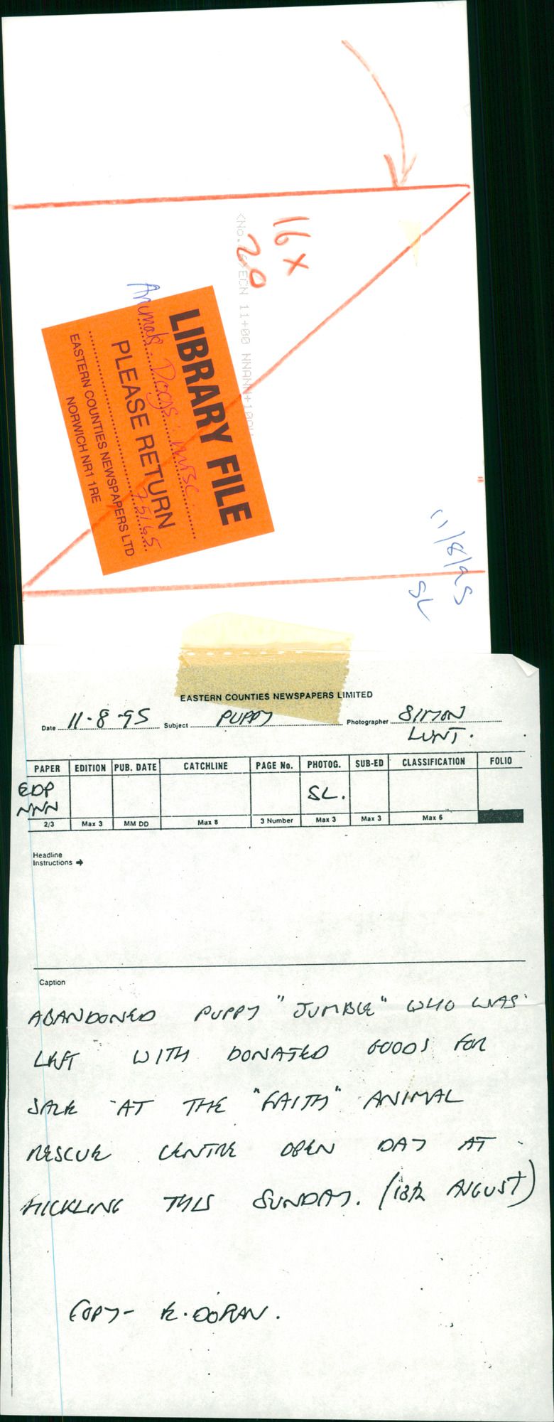 Animals: Dogs - Vintage Photograph