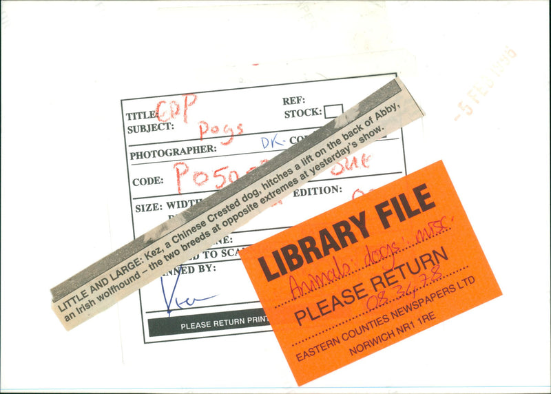 Animals: Dogs - Vintage Photograph