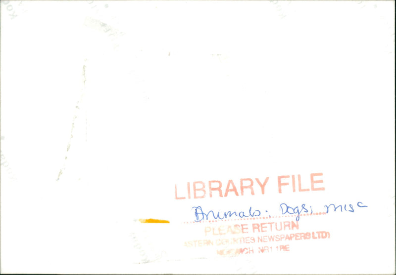 Animals: Dogs - Vintage Photograph