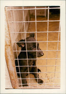 Animals: Dogs - Vintage Photograph