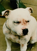 Animals: Dogs - Vintage Photograph