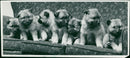 Animals: Dogs - Vintage Photograph