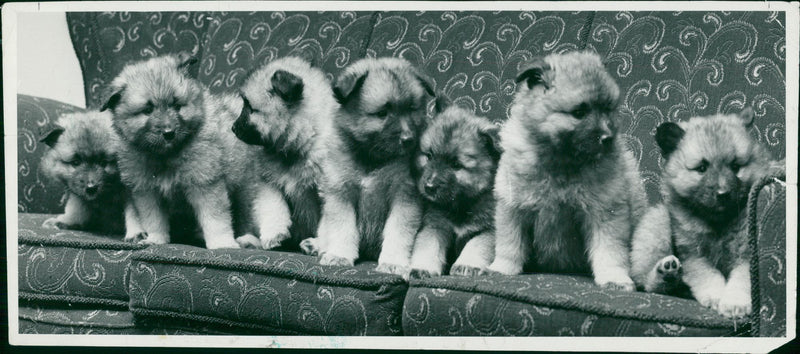 Animals: Dogs - Vintage Photograph