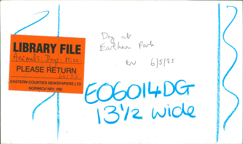 Animals: Dogs - Vintage Photograph