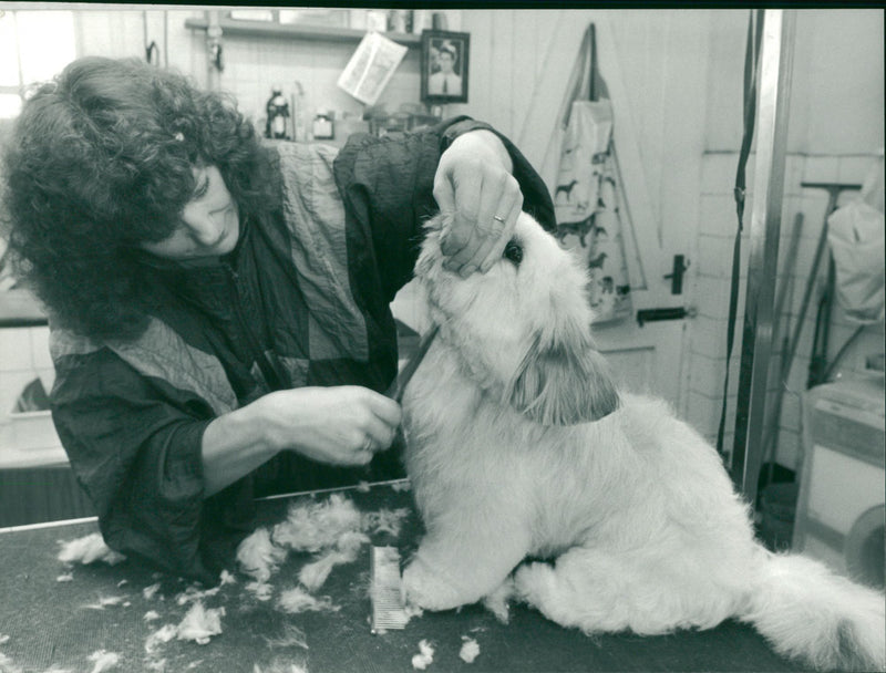 Animals: Dogs - Vintage Photograph