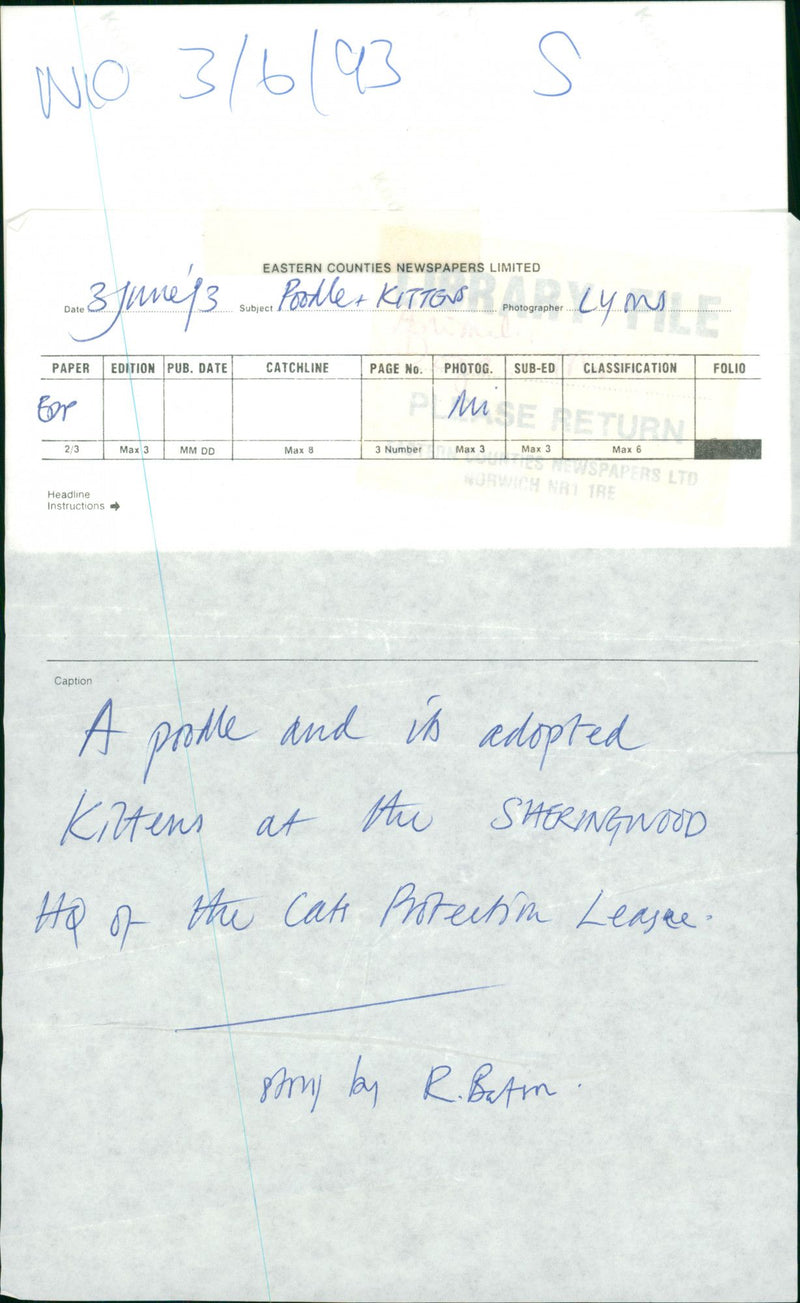 Animals: Dogs - Vintage Photograph