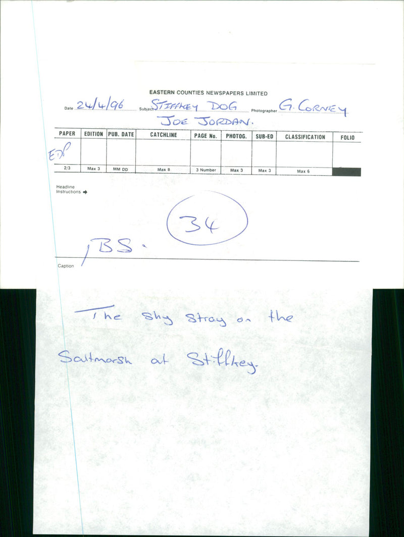 Animals: Dogs - Vintage Photograph